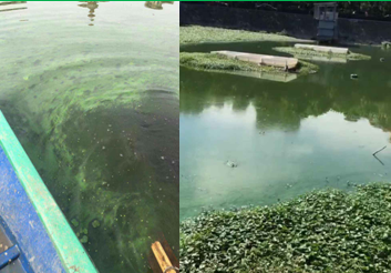 藍(lán)藻治理-武漢墨水湖項目