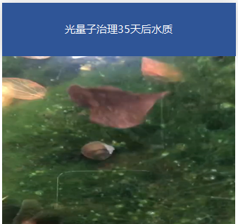 園林黑臭水體-蘇州暢園項目